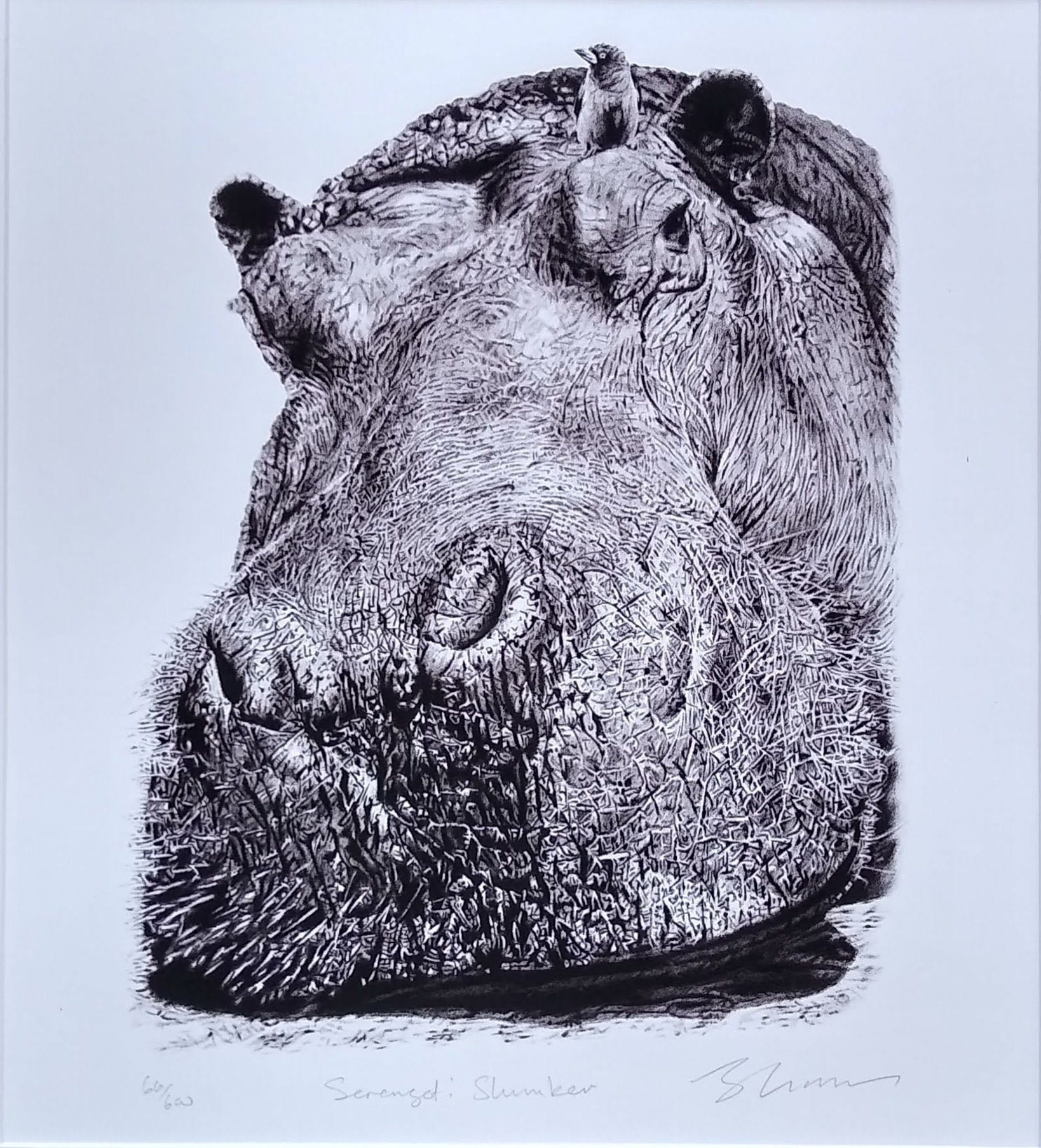 Hippo Pencil Drawing Limited Edition Print Serengeti Slumber