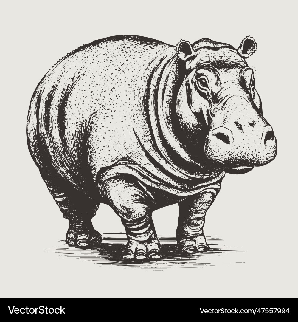 hippopotamus drawing