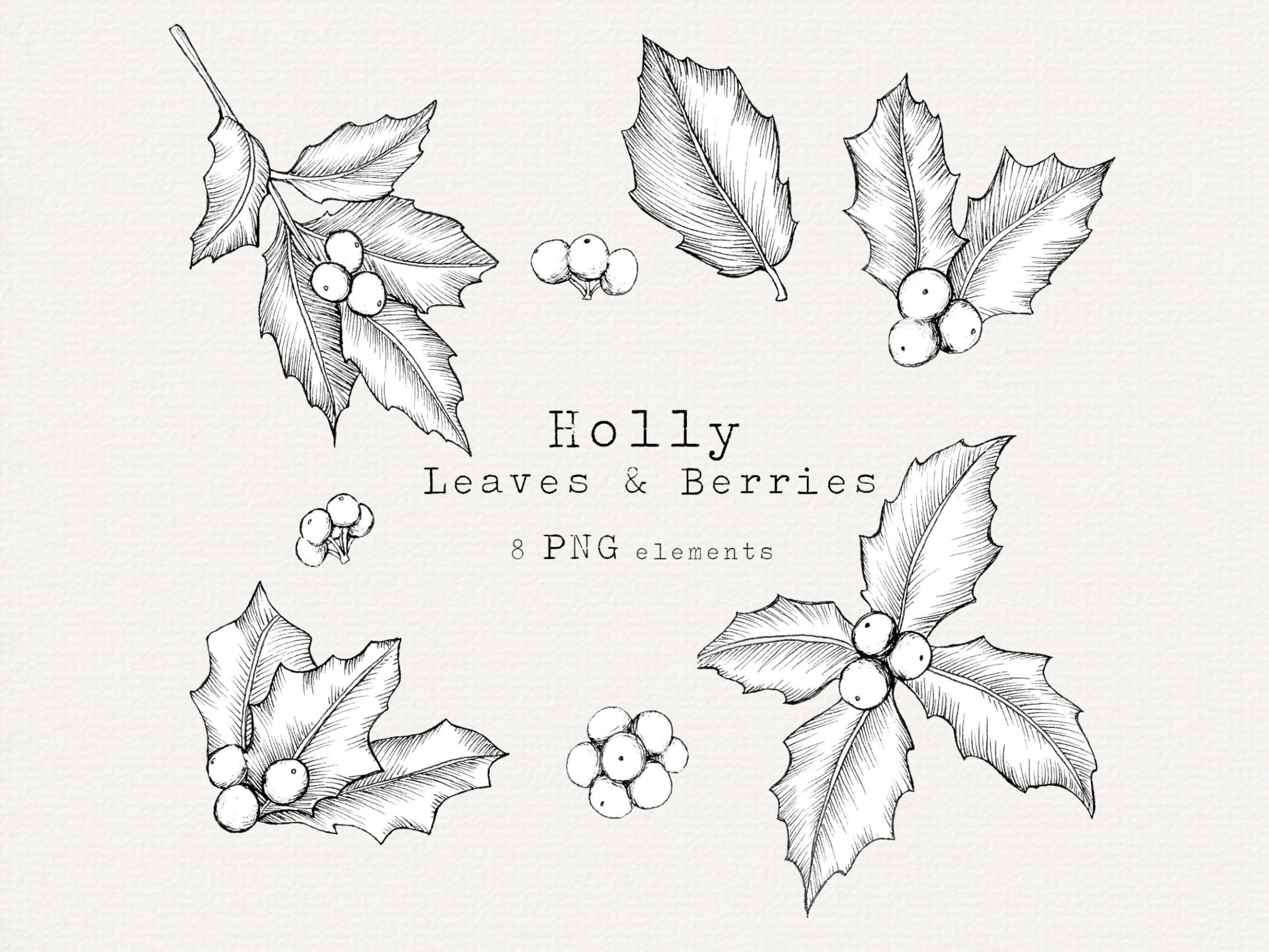 holly drawing
