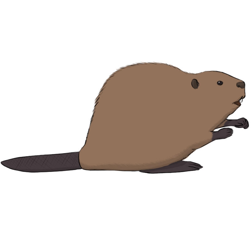 How To Draw A Beaver Easy Drawing Art