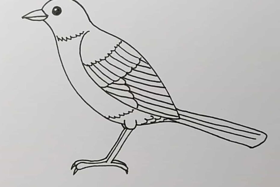 How To Draw A Bird Skip To My Lou