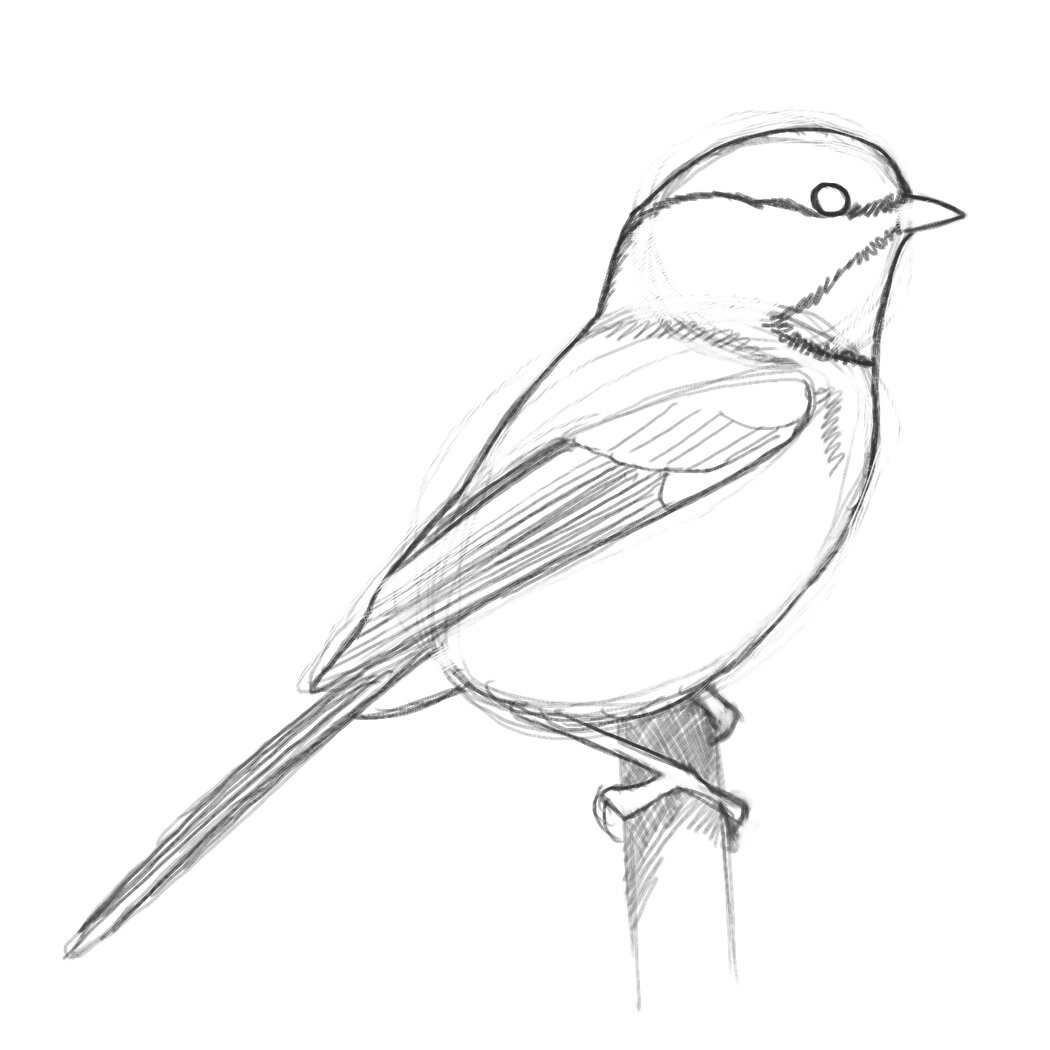 how to draw a bird
