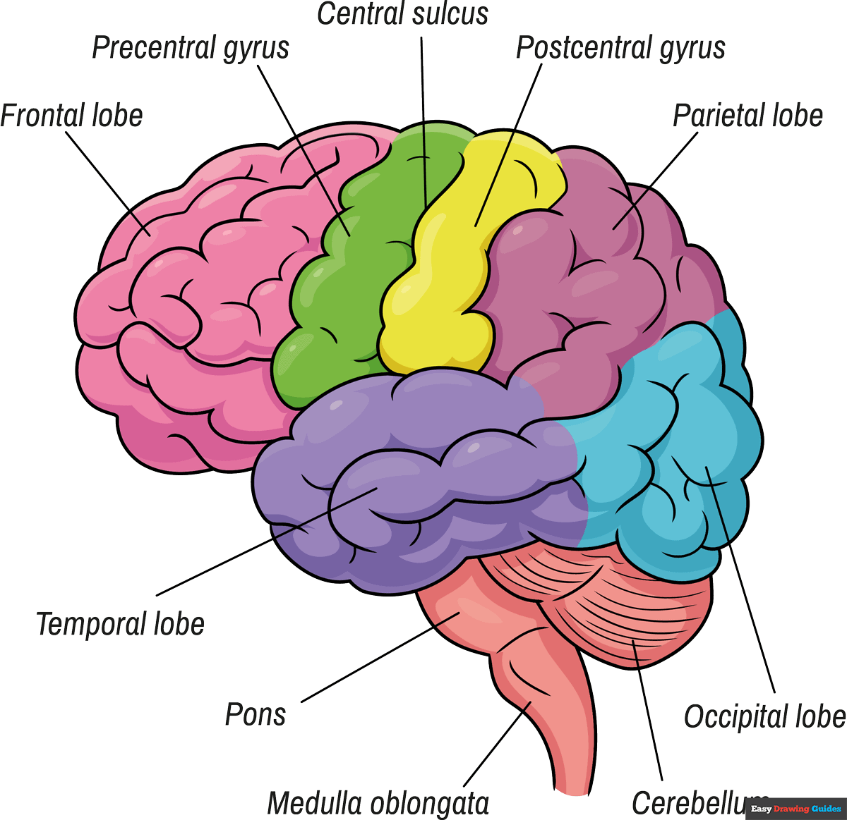 How To Draw A Brain Diagram Really Easy Drawing Tutorial