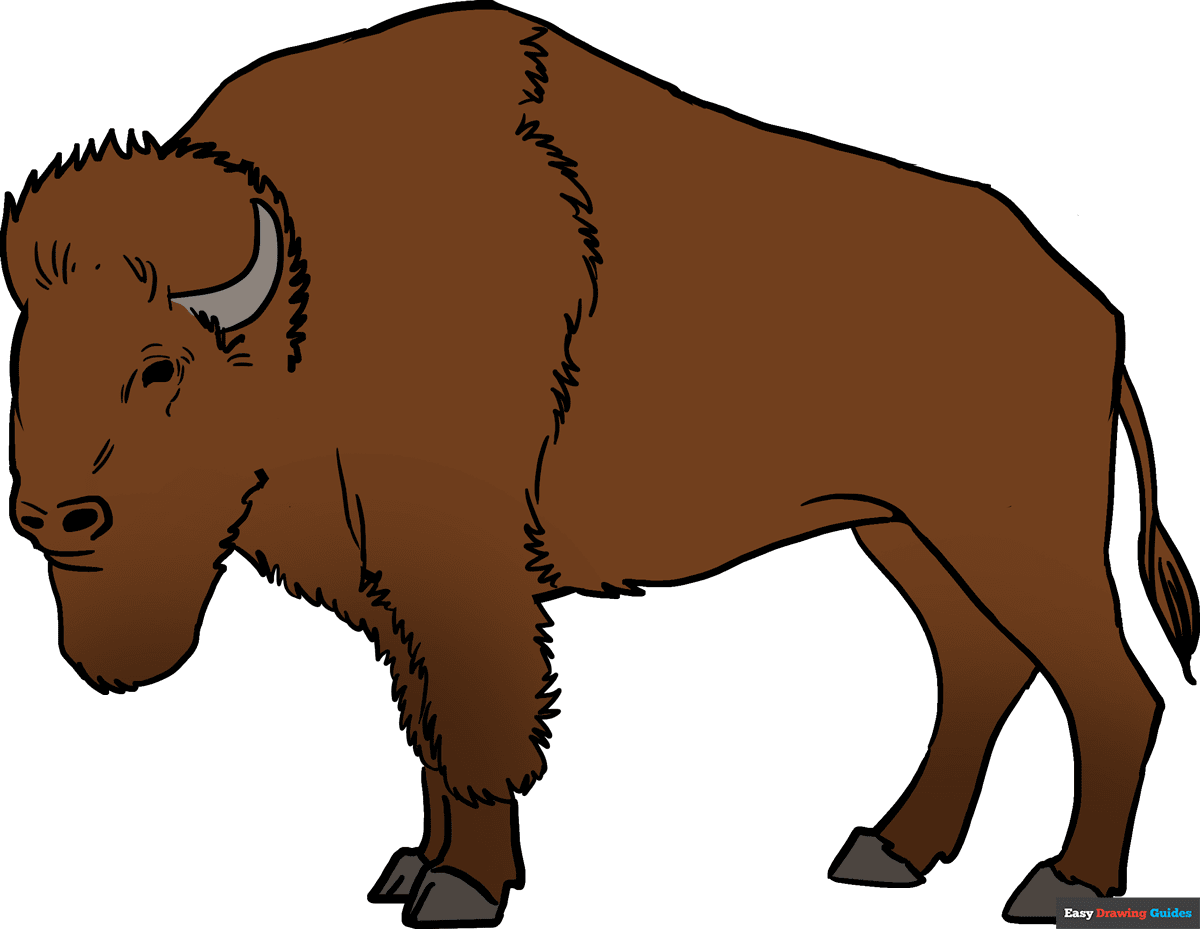 How To Draw A Buffalo Really Easy Drawing Tutorial