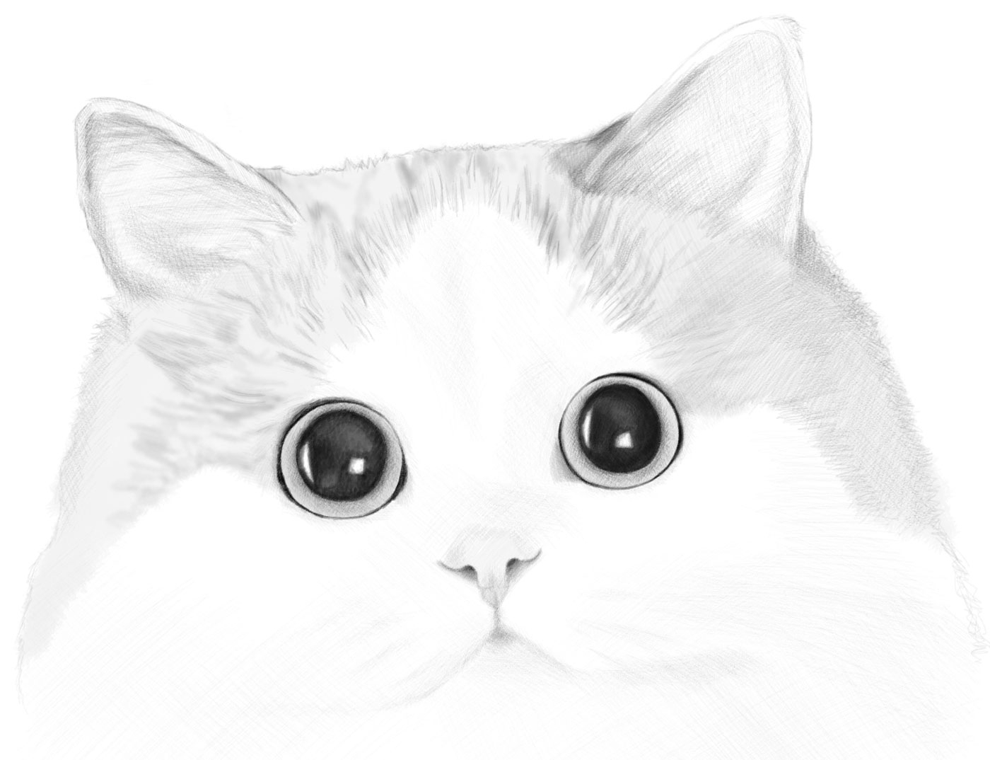 How To Draw A Cat s Face Realistic Portrait Step By Step 