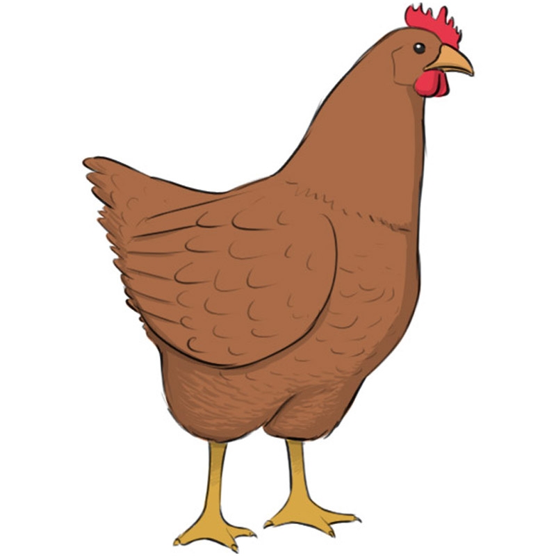 chicken drawing