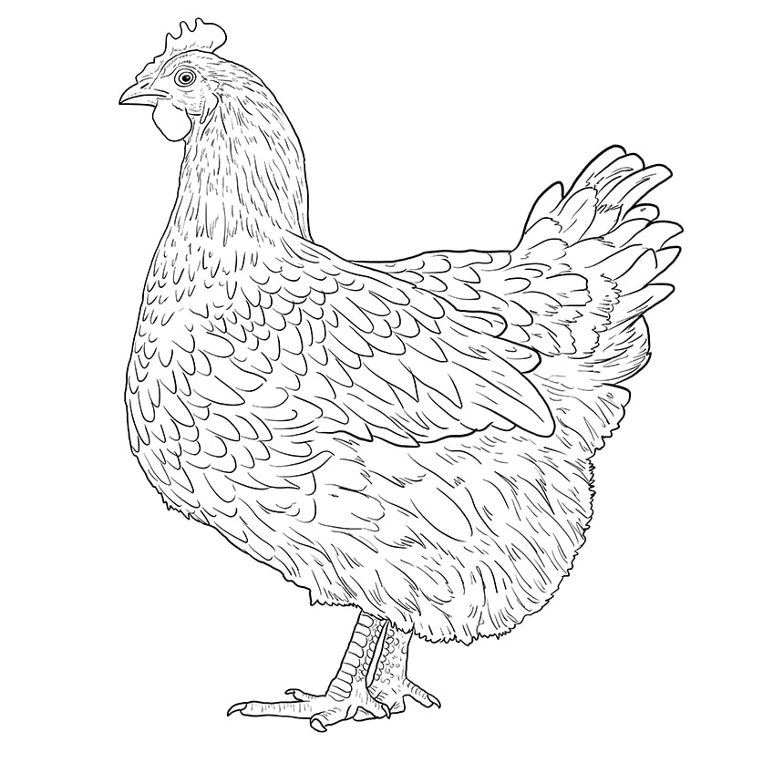 How To Draw A Chicken Our Fun And Easy Hen Drawing Tutorial