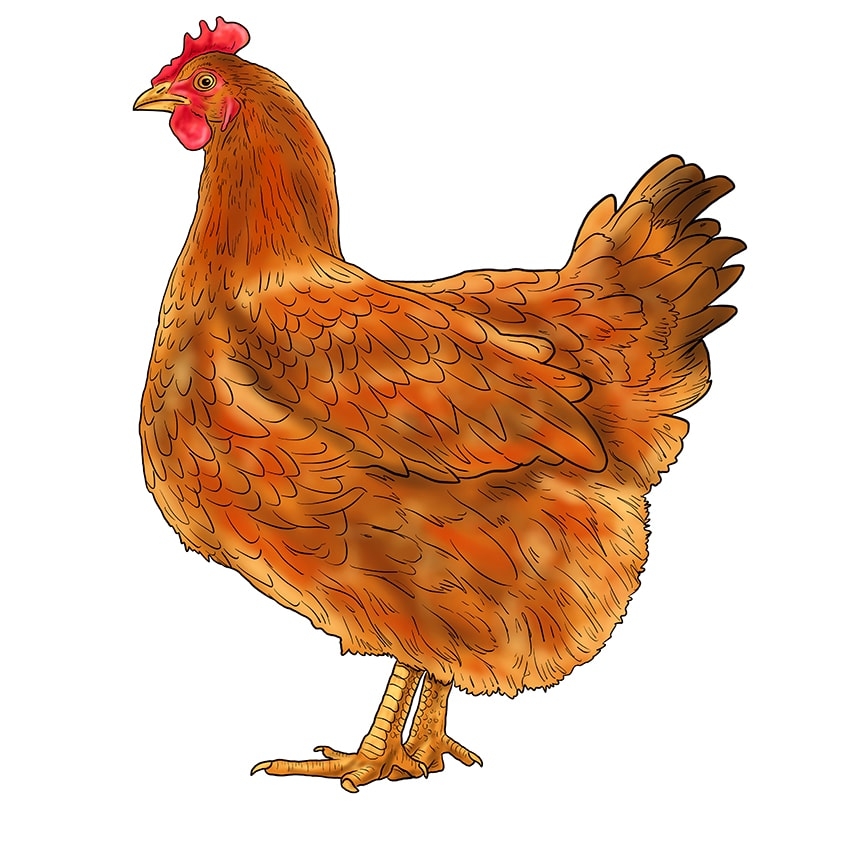How To Draw A Chicken Our Fun And Easy Hen Drawing Tutorial
