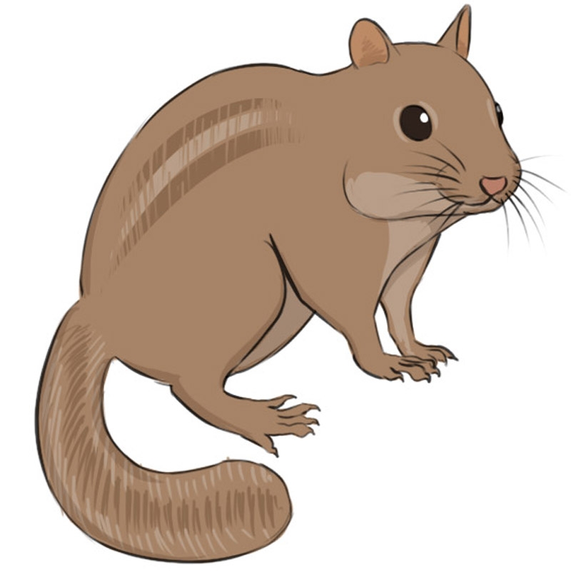How To Draw A Chipmunk Easy Drawing Art