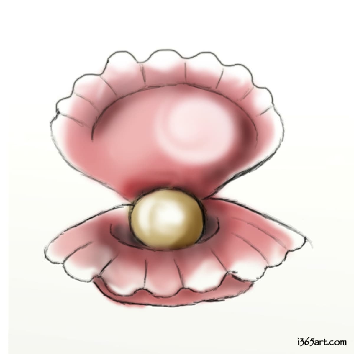 How To Draw A Clam A Step by Step Guide HubPages