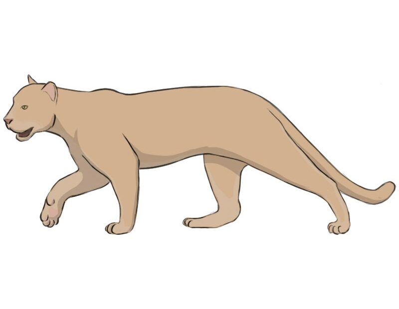How To Draw A Cougar Easy Drawing Art