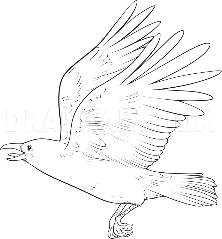 How To Draw A Crow Drawing Step By Step By Dawn DragoArt