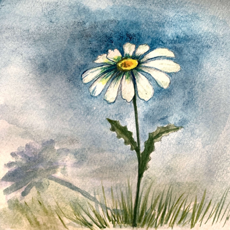 daisies drawing