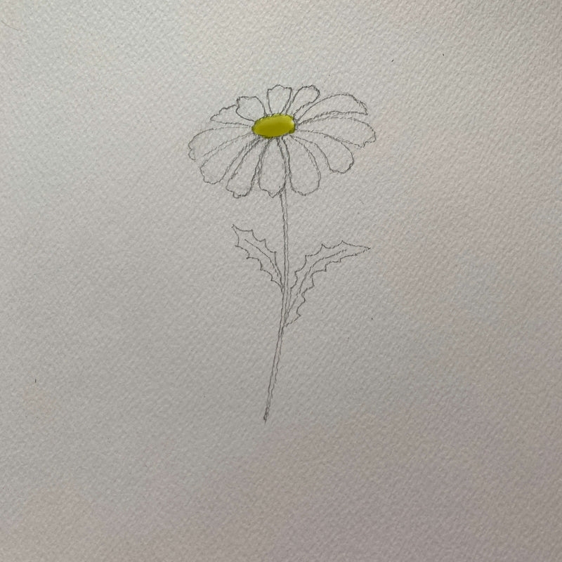 How To Draw A Daisy Realistic Daisy Drawing U0026 Daisy Sketch