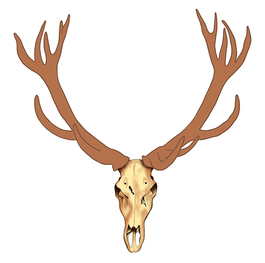 drawings of deer skulls