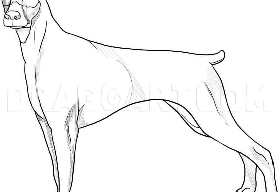 How To Draw A Doberman Drawing Step By Step By Dawn DragoArt