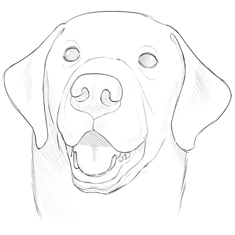 how to draw dogs