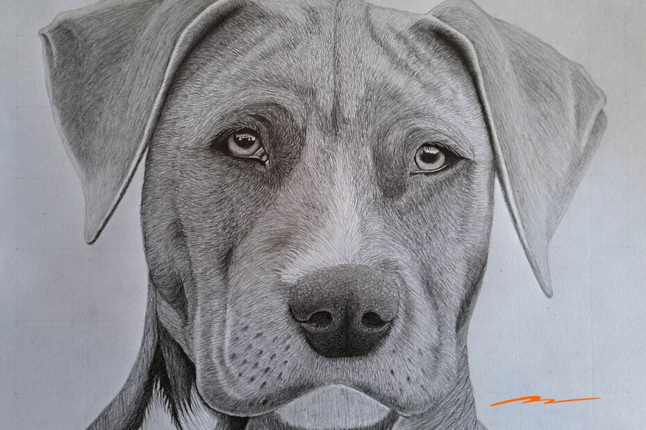 How To Draw A Dog Head Realistic Front View Muus Art