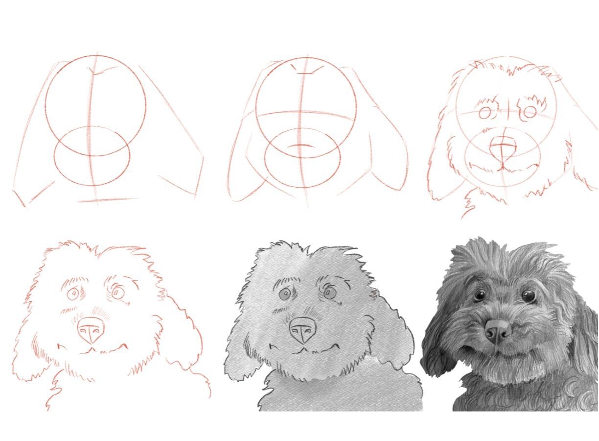 HOW TO DRAW A DOG STEP BY STEP GUIDE