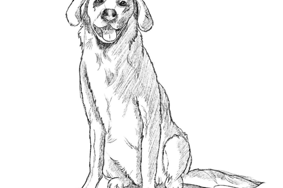How To Draw A Dog Step by Step Guide 2 Tutorials Inside
