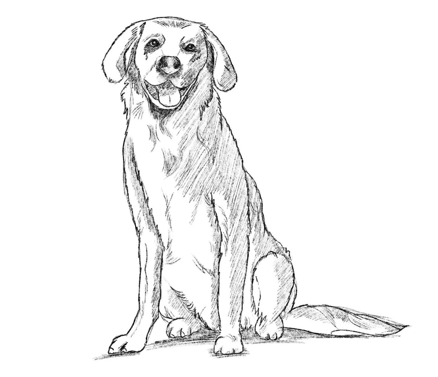How To Draw A Dog Step by Step Guide 2 Tutorials Inside