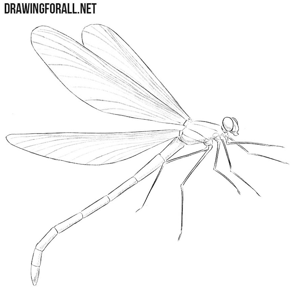 dragonfly drawings