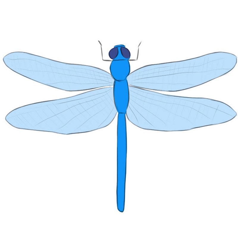 dragonfly drawing