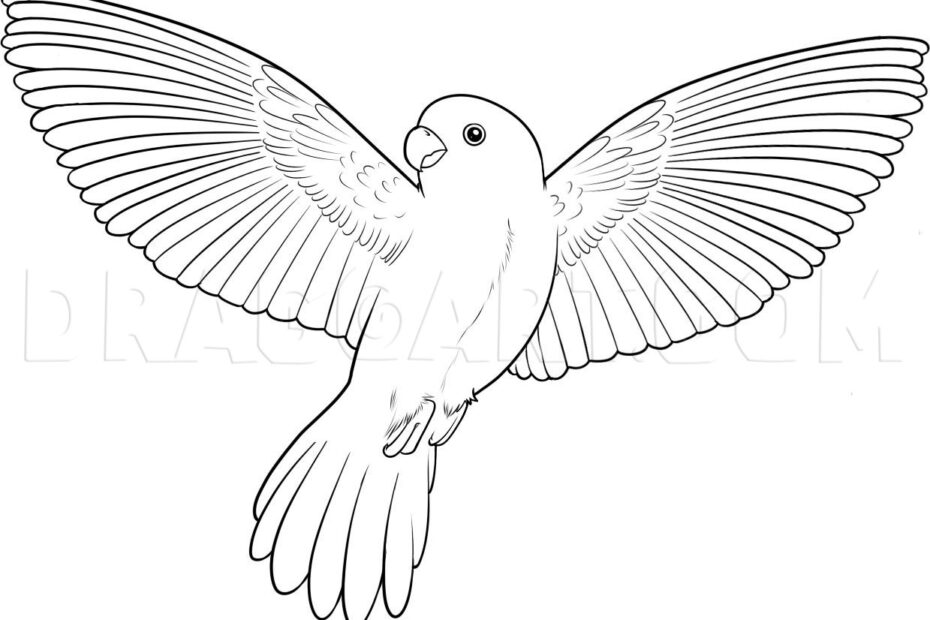 How To Draw A Flying Bird How To Draw A Bird Drawing Step By Step By Dawn DragoArt