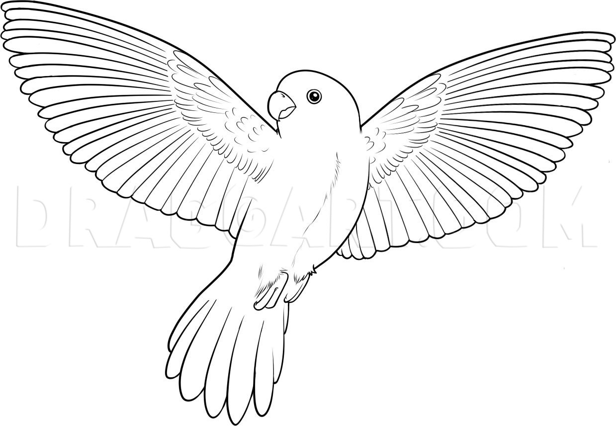 How To Draw A Flying Bird How To Draw A Bird Drawing Step By Step By Dawn DragoArt