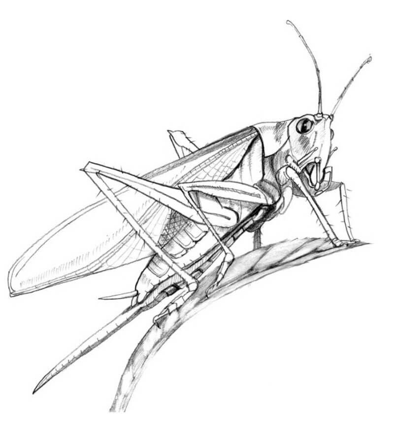 How To Draw A Grasshopper With Pencil Step by step Tutorial 