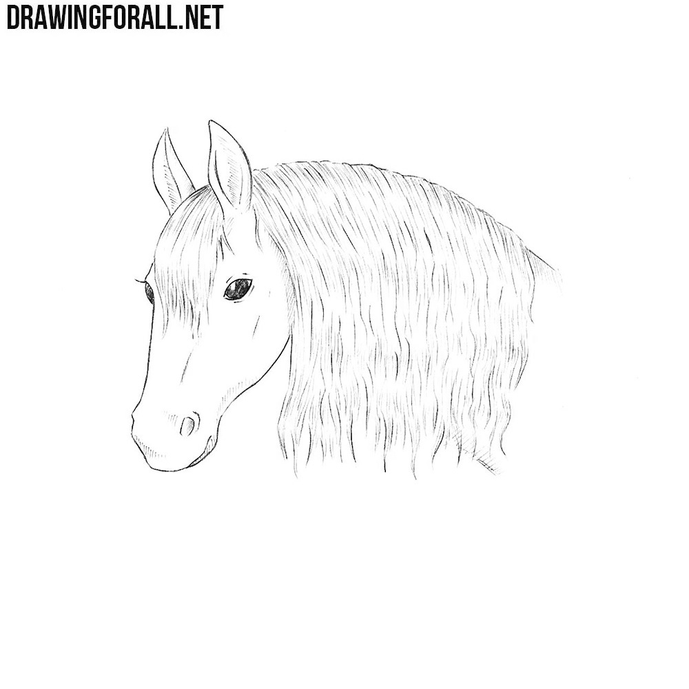 How To Draw A Horse Head
