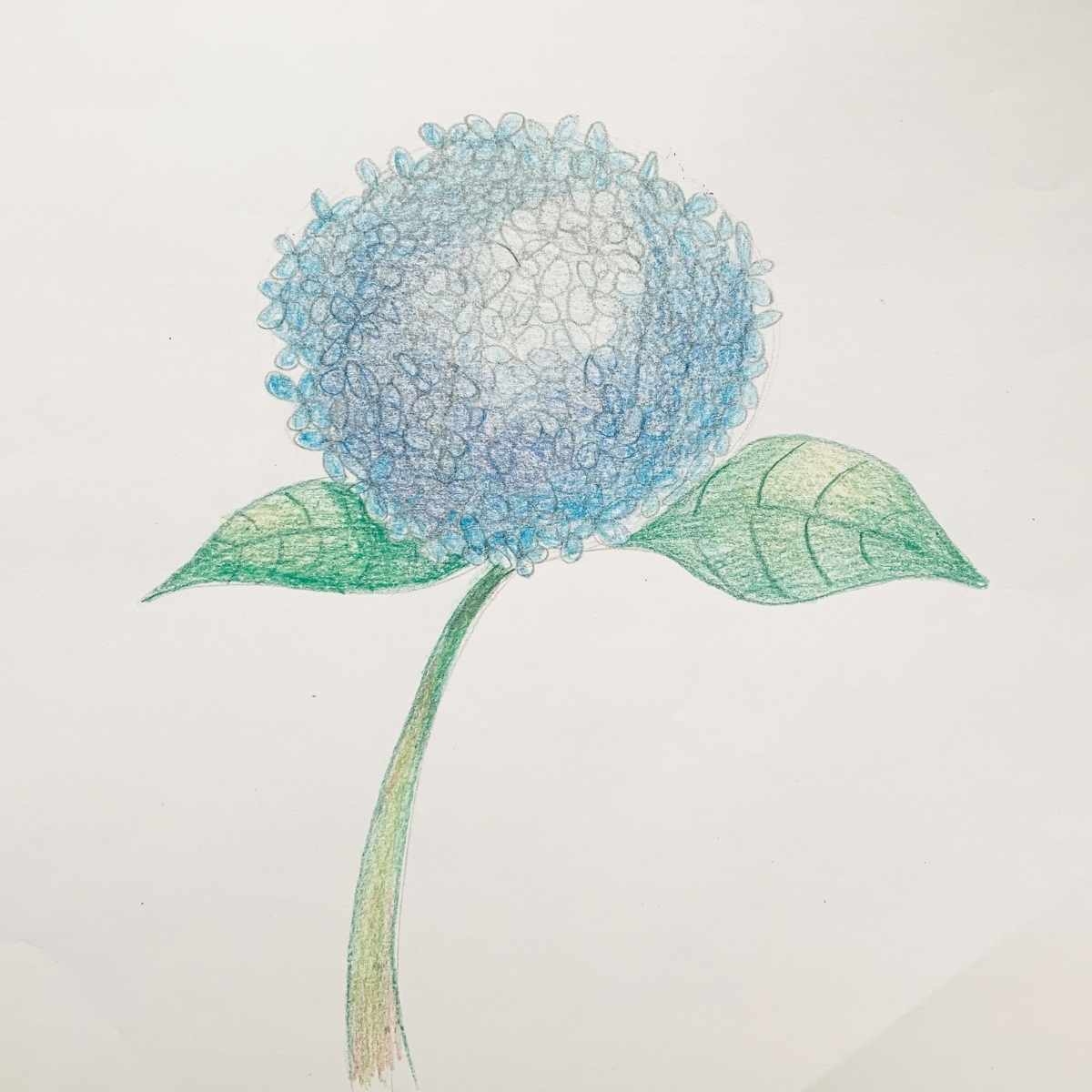 How To Draw A Hydrangea Easy With Depth Of Field Basicdraw