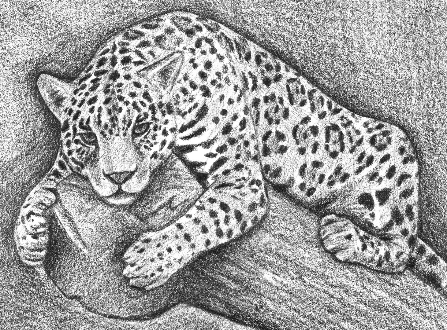 How To Draw A Jaguar Drawing Step By Step By Finalprodigy 