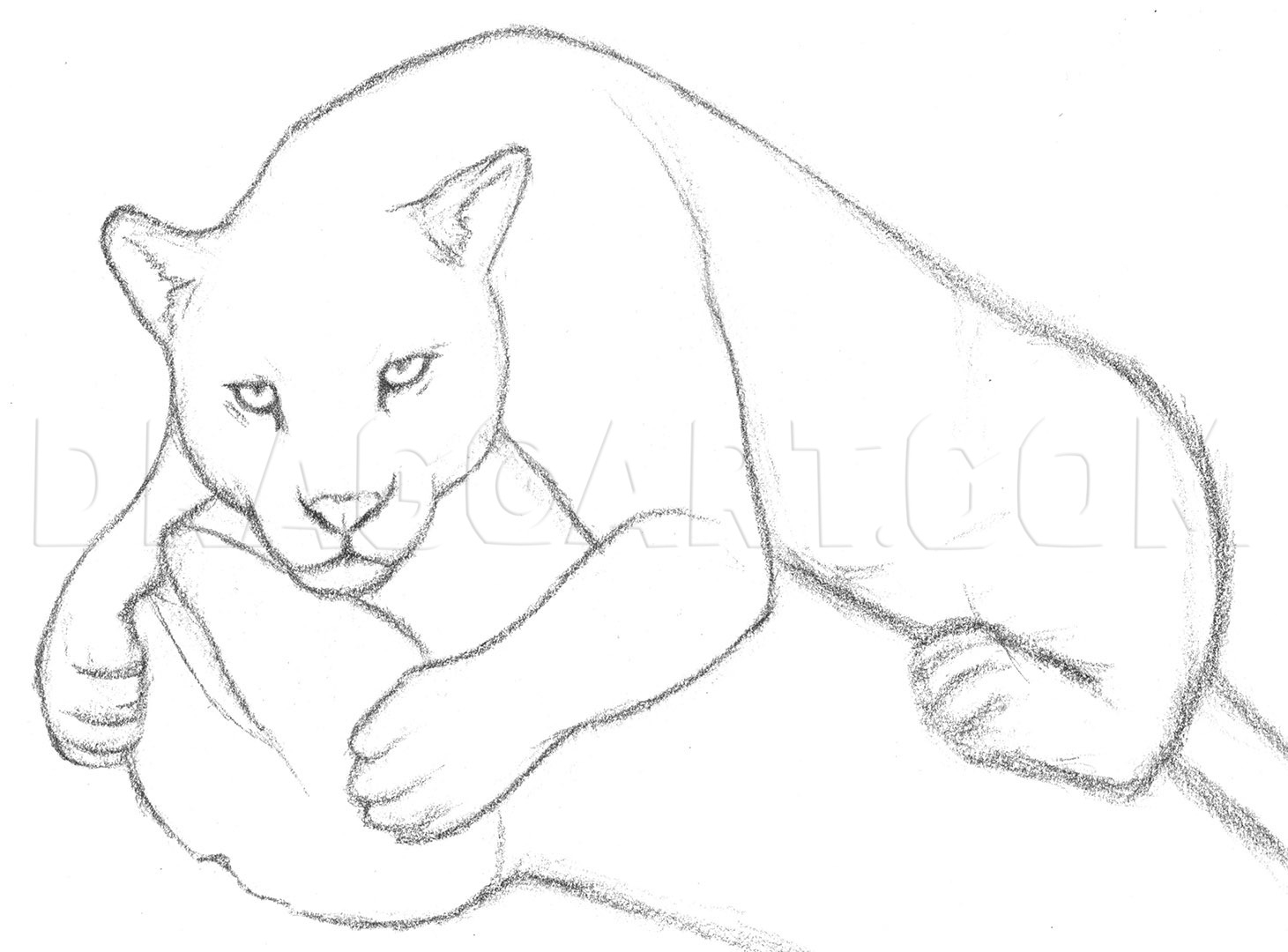 How To Draw A Jaguar Drawing Step By Step By Finalprodigy 
