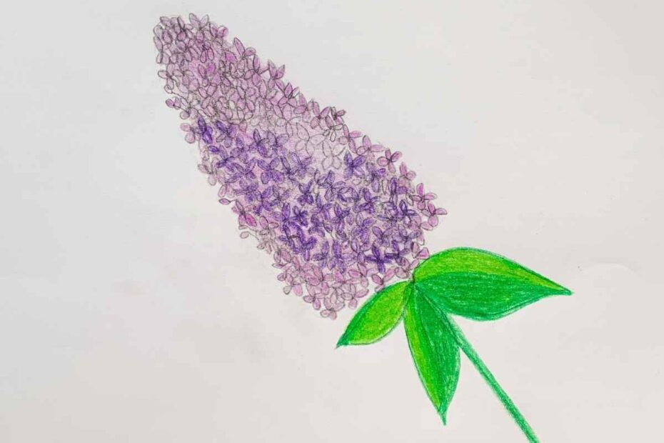 How To Draw A Lilac Flower Cone Basicdraw