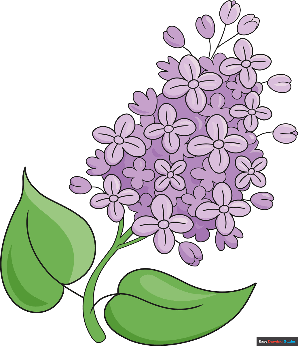 How To Draw A Lilac Flower Really Easy Drawing Tutorial