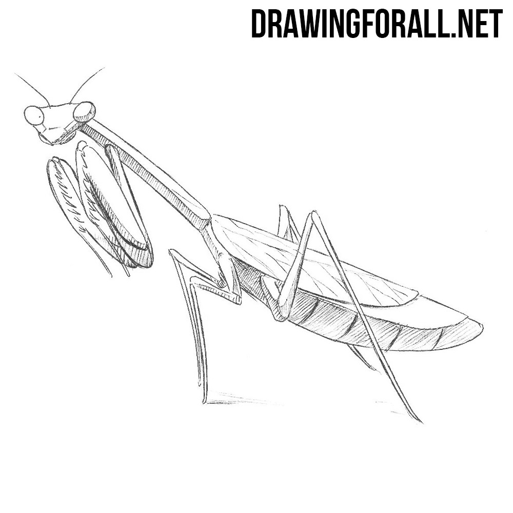 How To Draw A Mantis