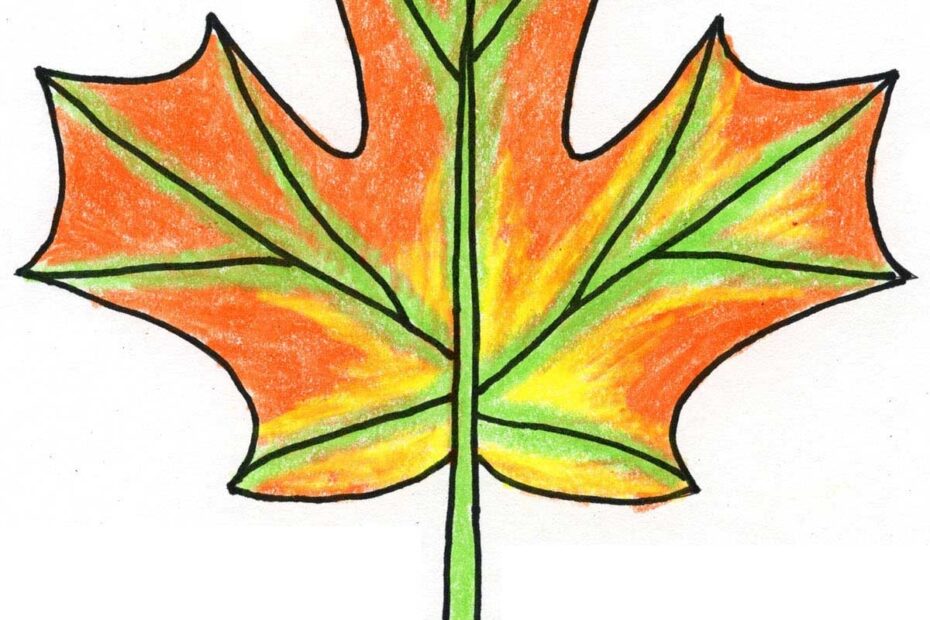 How To Draw A Maple Leaf Easy Step by Step Art Lesson For Kids
