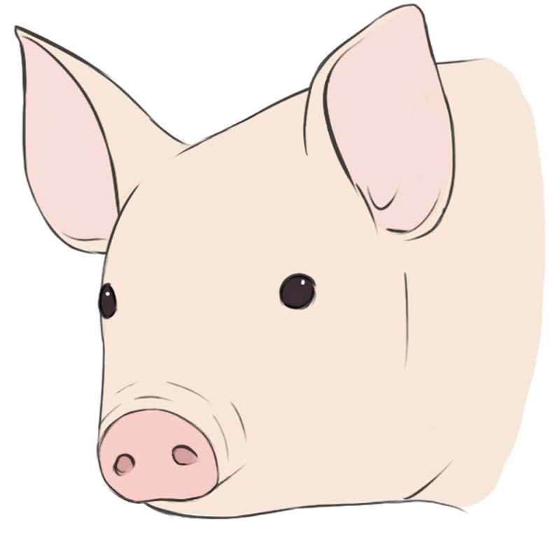 pig face drawing