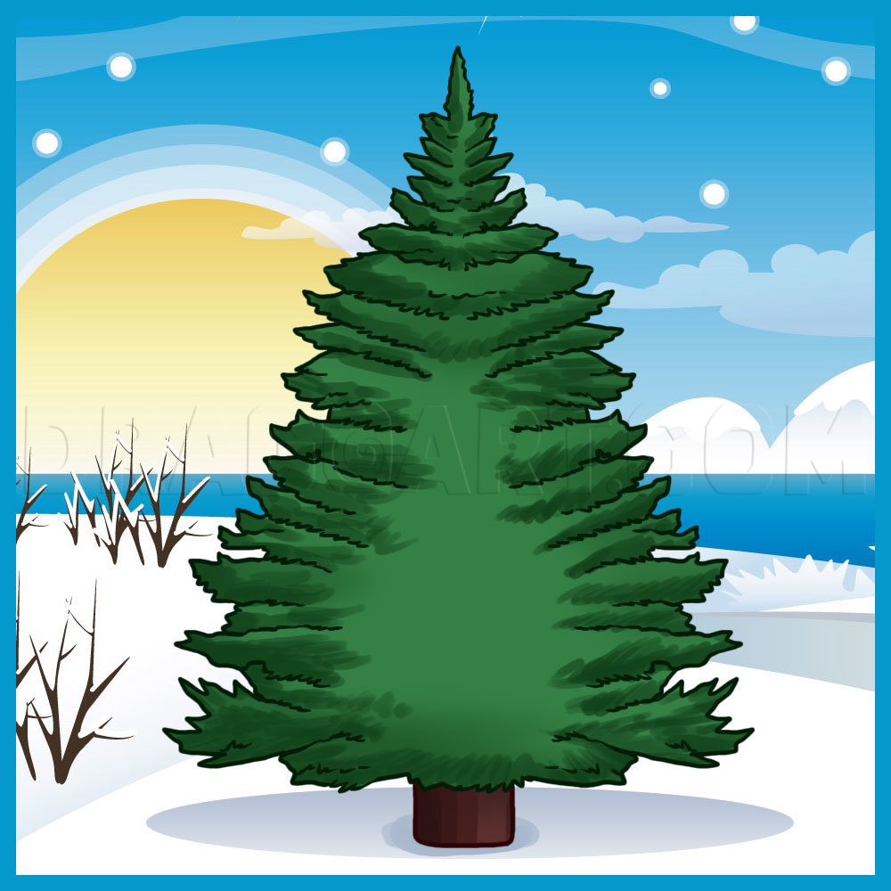 How To Draw A Pine Tree Drawing Step By Step By Dawn DragoArt