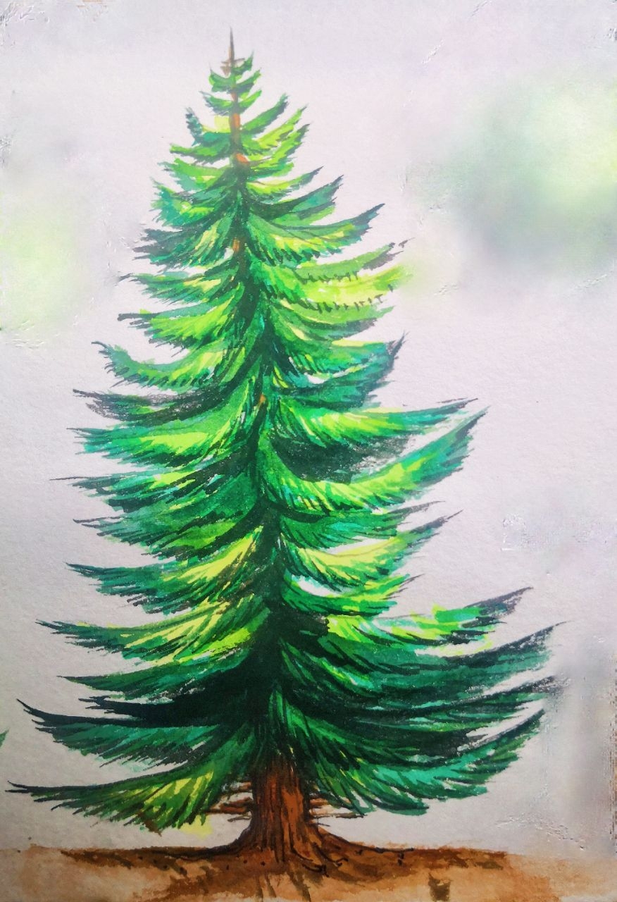 How To Draw A Pine Tree Step By Step Tutorial Easy For Begginer come To See My Online Class