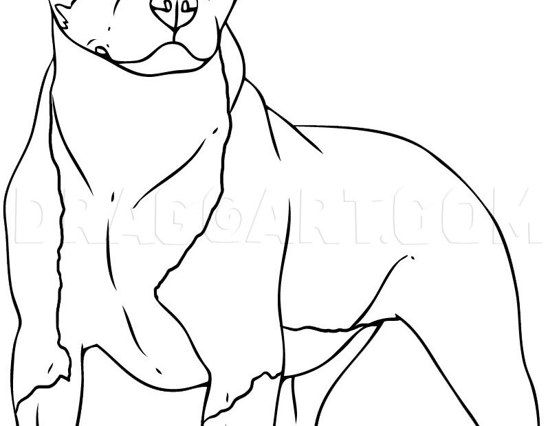 How To Draw A Pitbull Drawing Step By Step By Dawn DragoArt