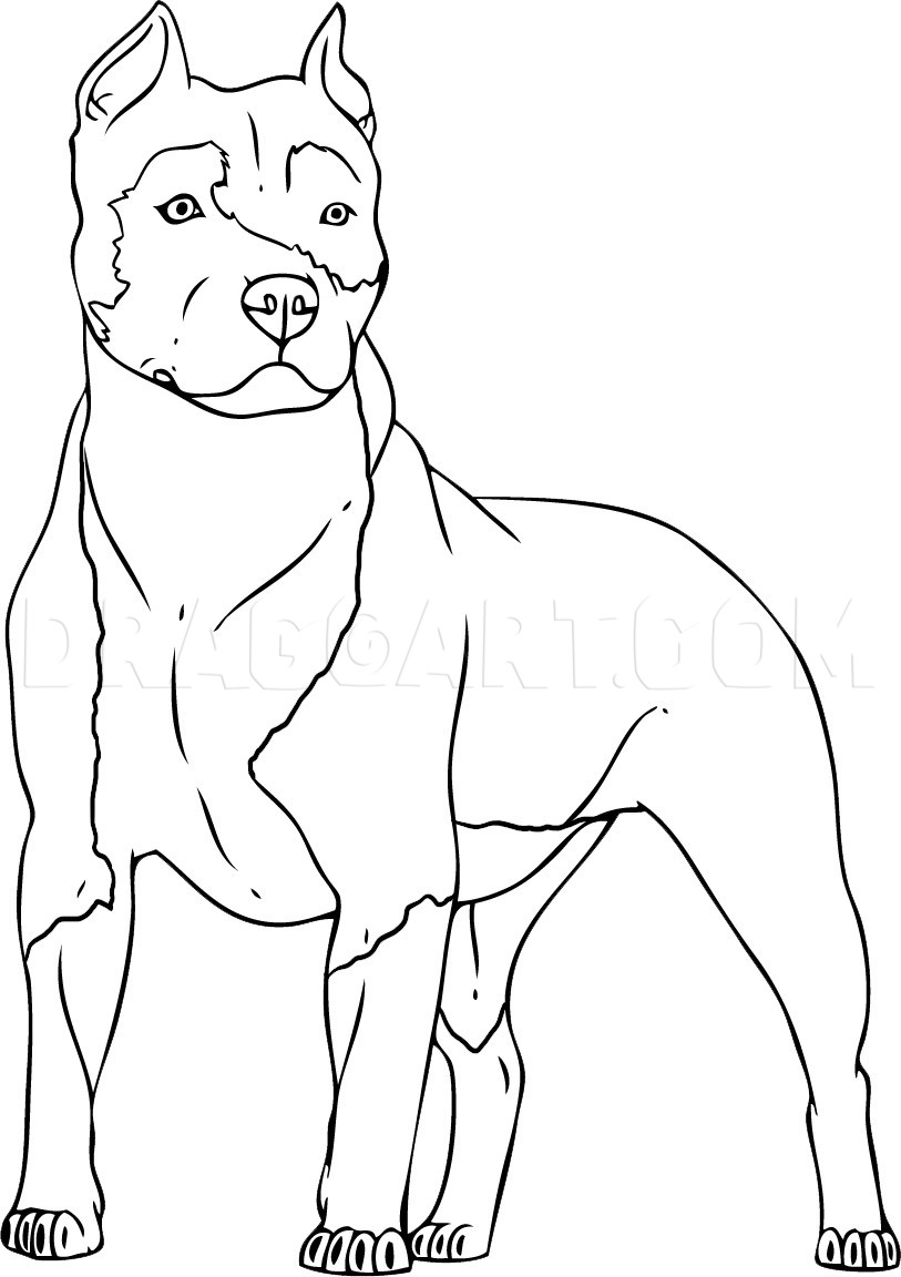 How To Draw A Pitbull Drawing Step By Step By Dawn DragoArt