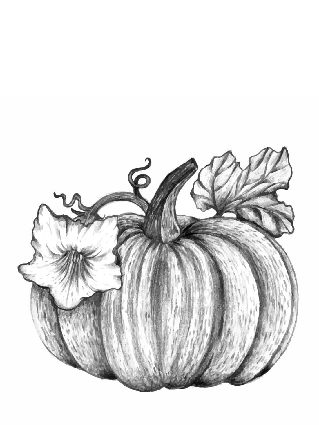 How To Draw A Pumpkin Easy Pumpkin Drawing Tutorial