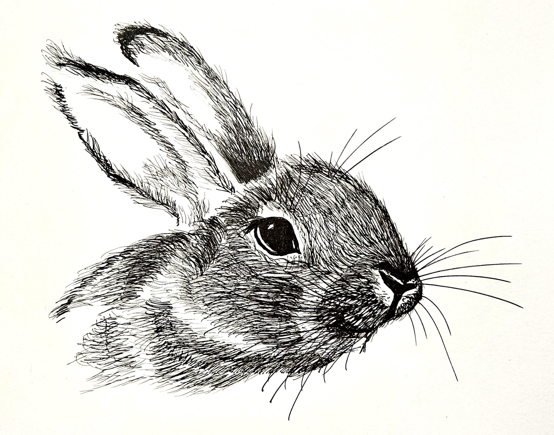 how to draw rabbit