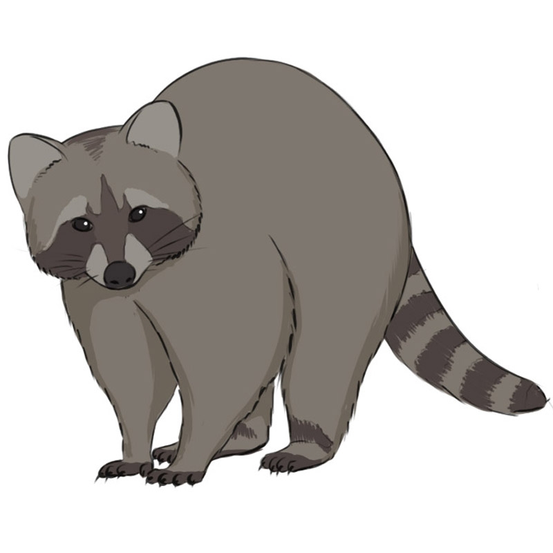 How To Draw A Raccoon Easy Drawing Art