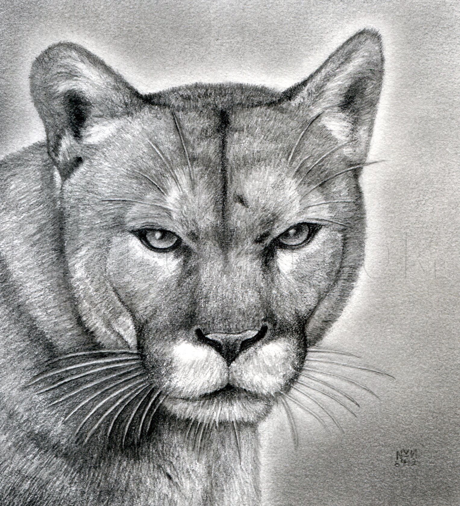 How To Draw A Realistic Puma Mountain Lion Drawing Step By Step By Finalprodigy DragoArt