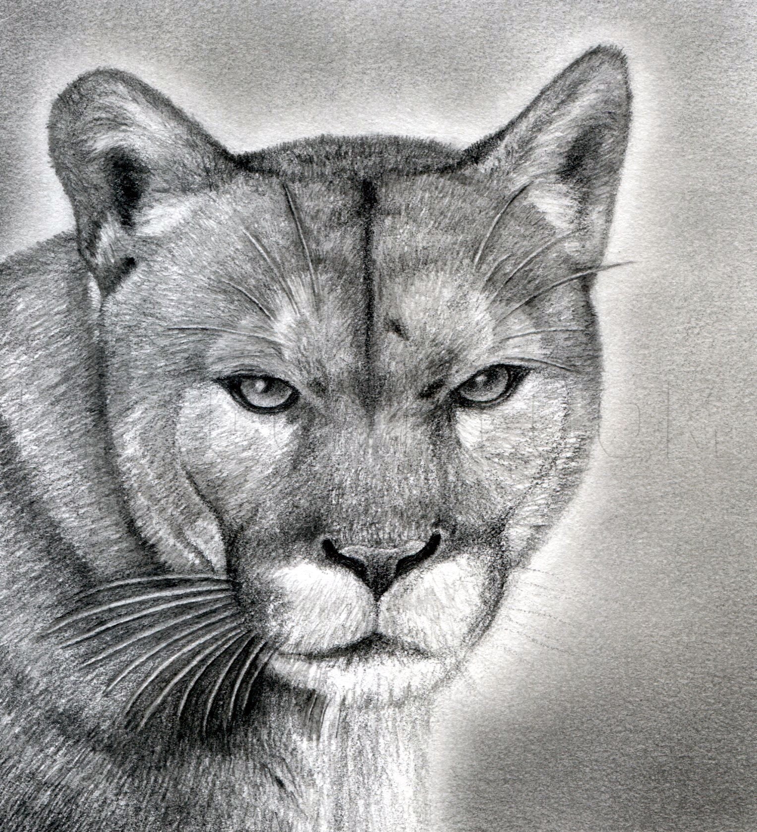 How To Draw A Realistic Puma Mountain Lion Drawing Step By Step 