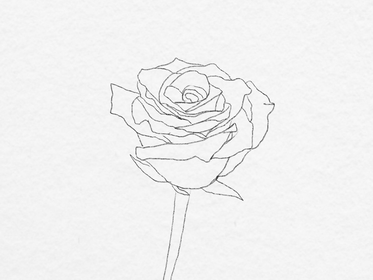 how to draw a rose