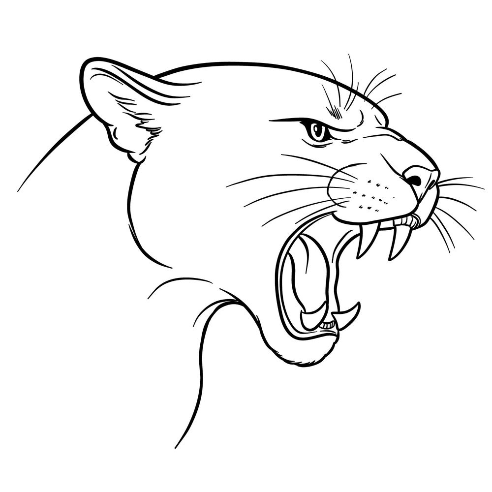 cougar drawing
